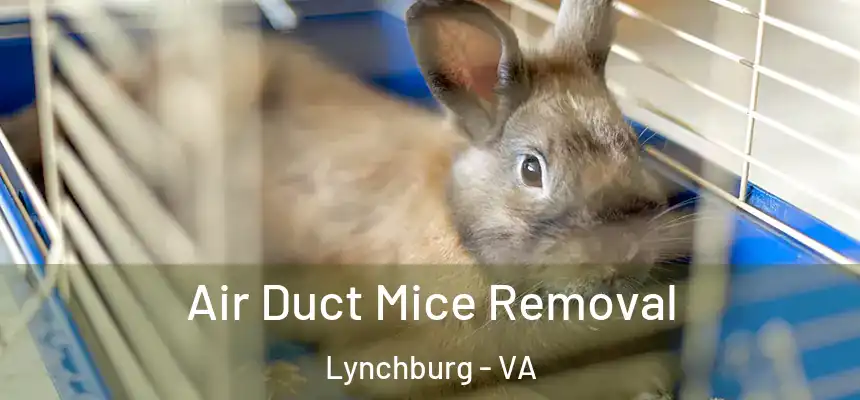  Air Duct Mice Removal Lynchburg - VA